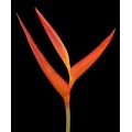 Heliconia Psitacorum - Sunset (S)